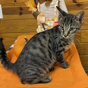 Nashua - sweet and adorable tabby boy