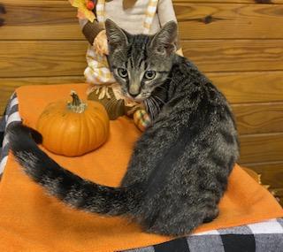 Nashua - sweet and adorable tabby boy