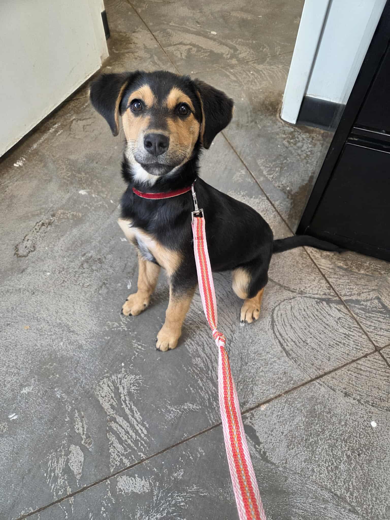 Enlarge Reiny, a other Mixed Breed in Roosevelt, UT image 4/4