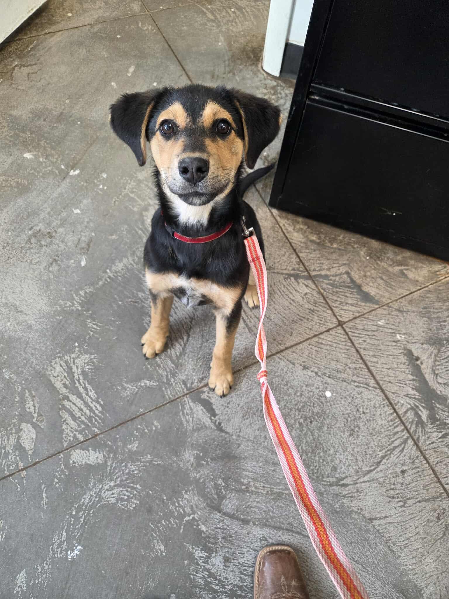 Enlarge Reiny, a other Mixed Breed in Roosevelt, UT image 3/4