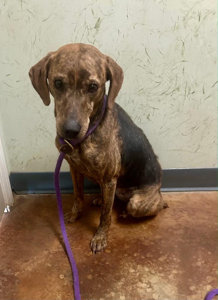 Brinley, adopted, Adult Female Plott Hound.