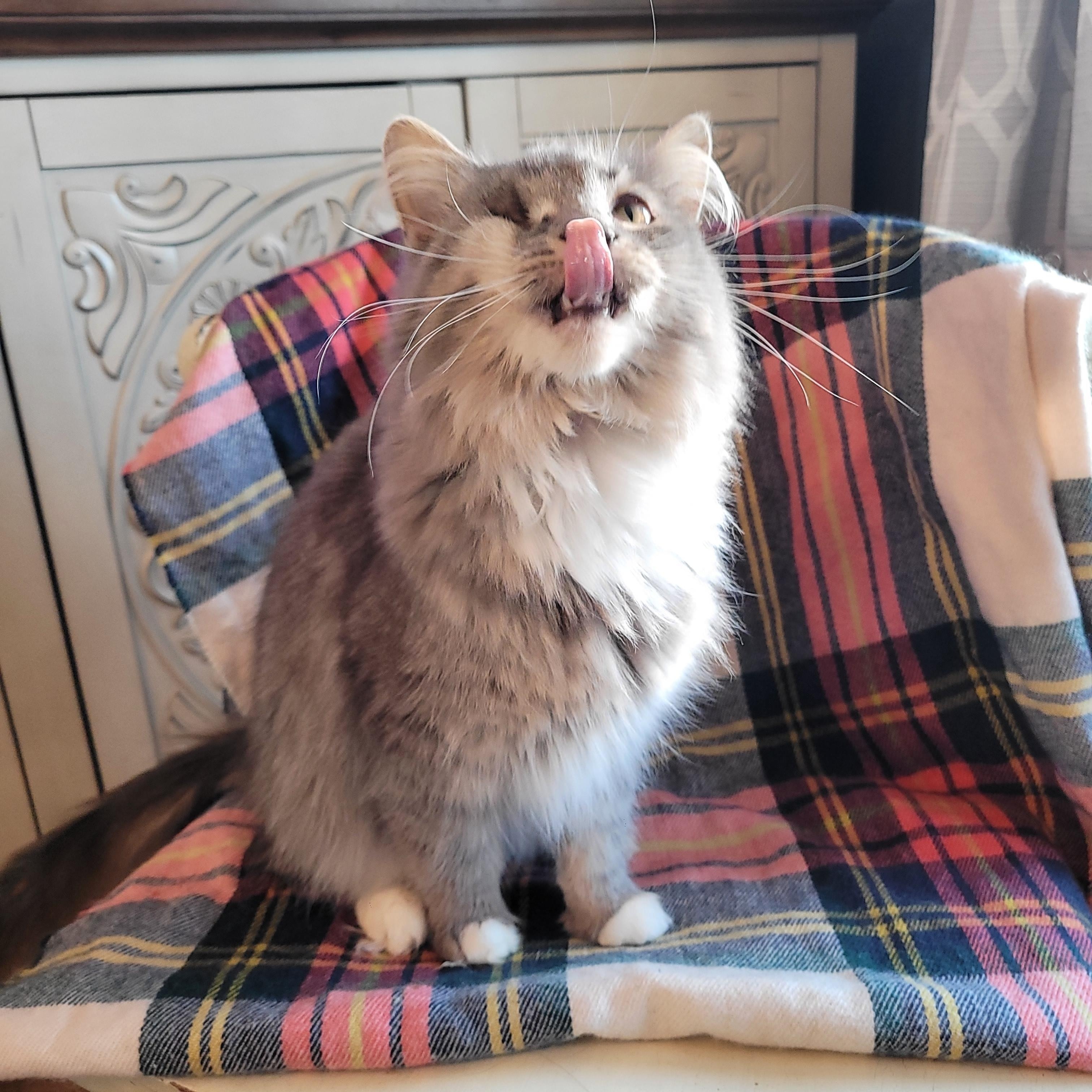 Kitty Poppins, a ADOPTABLE Domestic Long Hair in Indianapolis, IN image 2/6