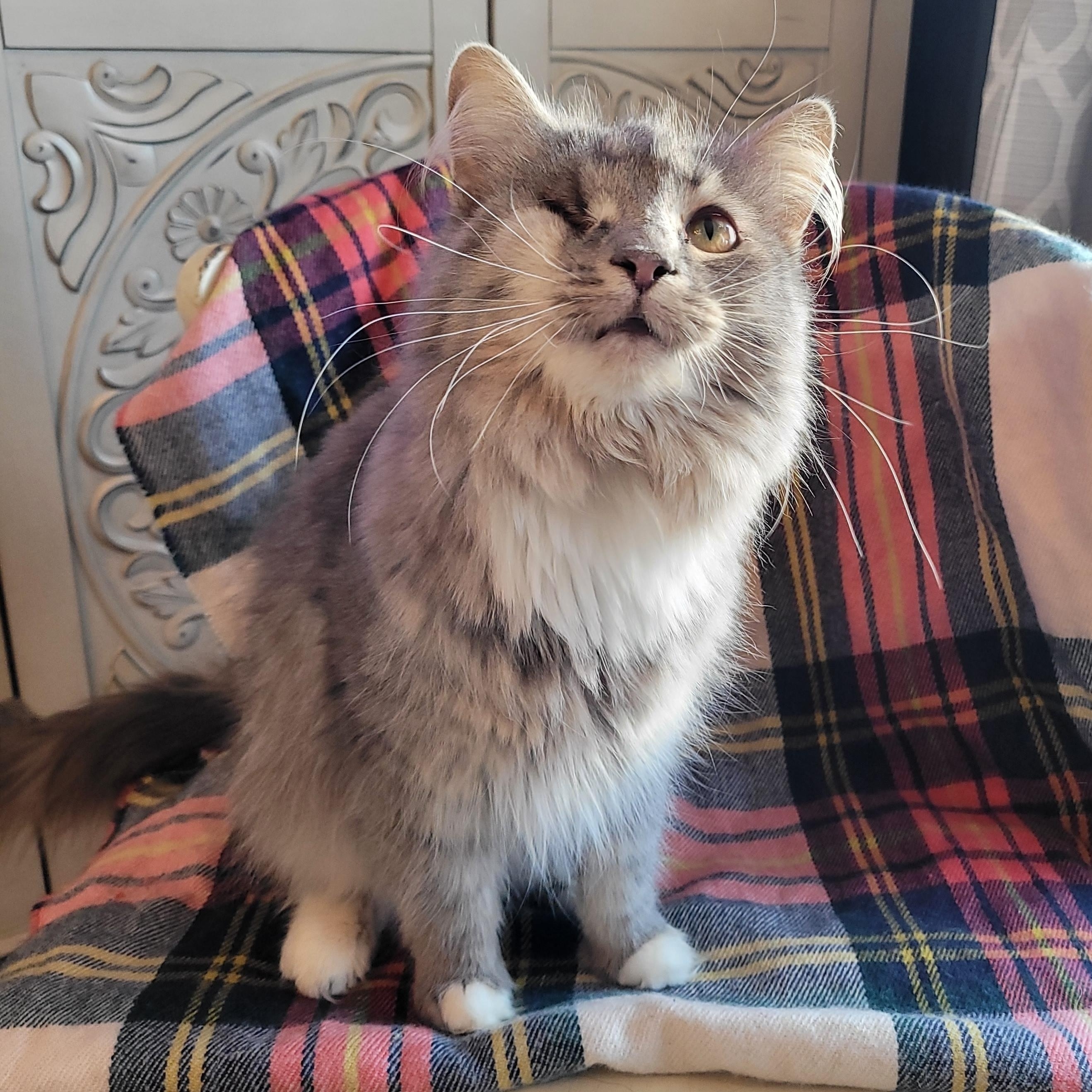 Kitty Poppins, a ADOPTABLE Domestic Long Hair in Indianapolis, IN image 3/6