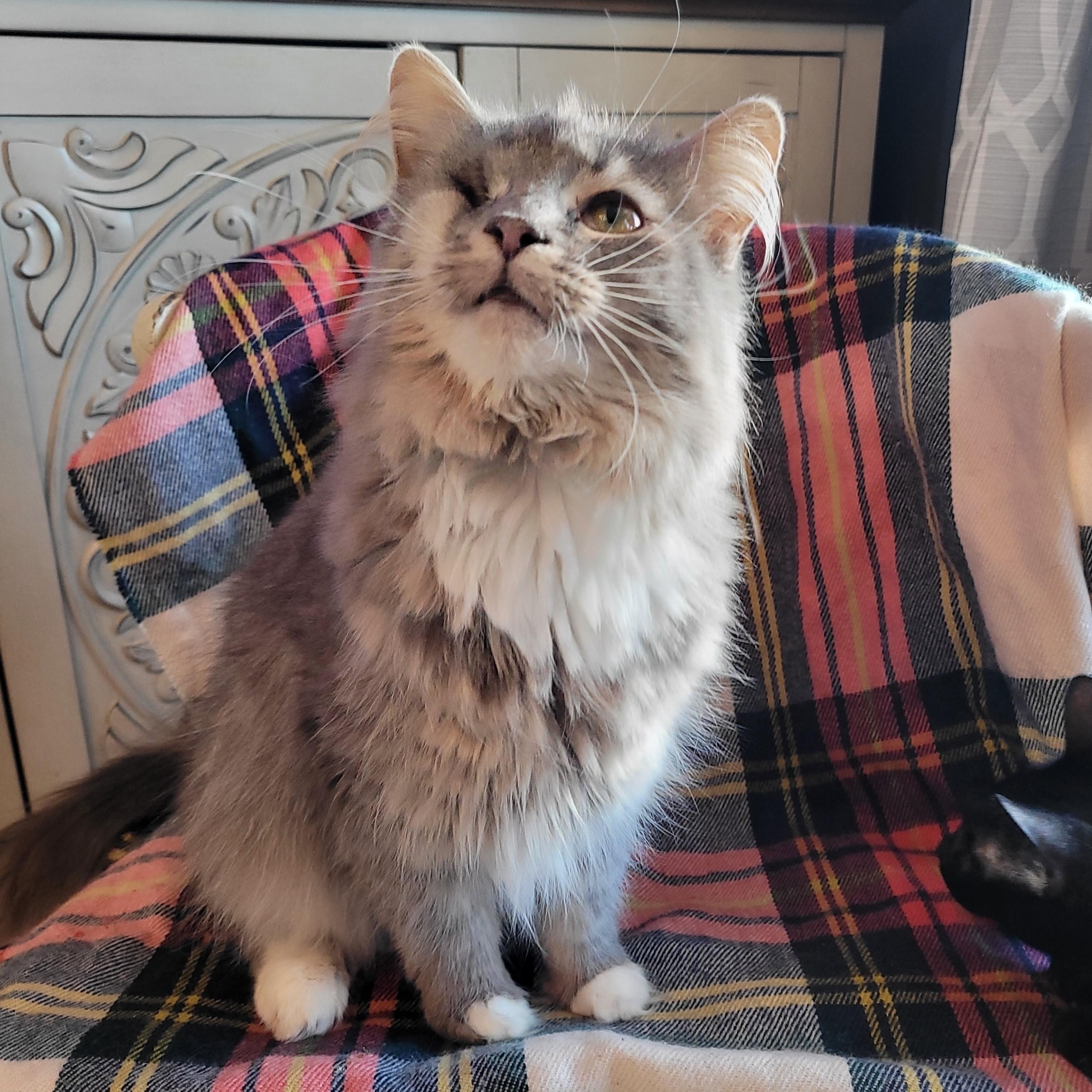 Kitty Poppins, a ADOPTABLE Domestic Long Hair in Indianapolis, IN image 4/6