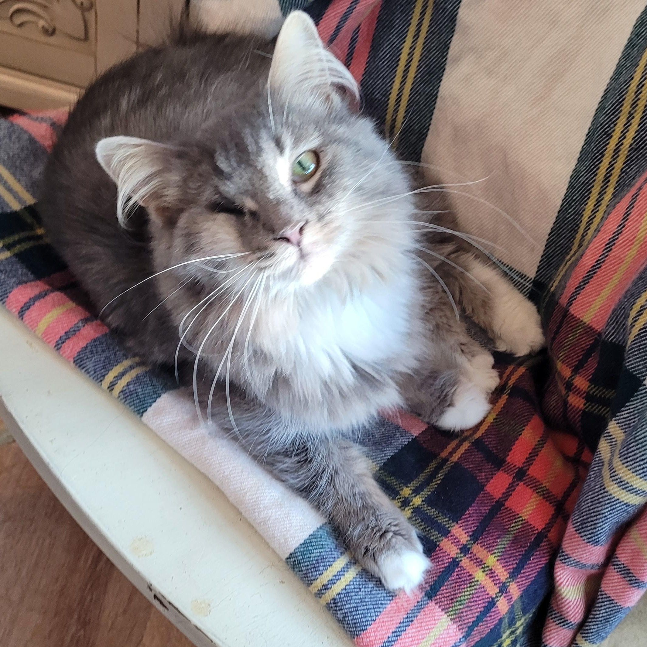 Kitty Poppins, a ADOPTABLE Domestic Long Hair in Indianapolis, IN image 5/6