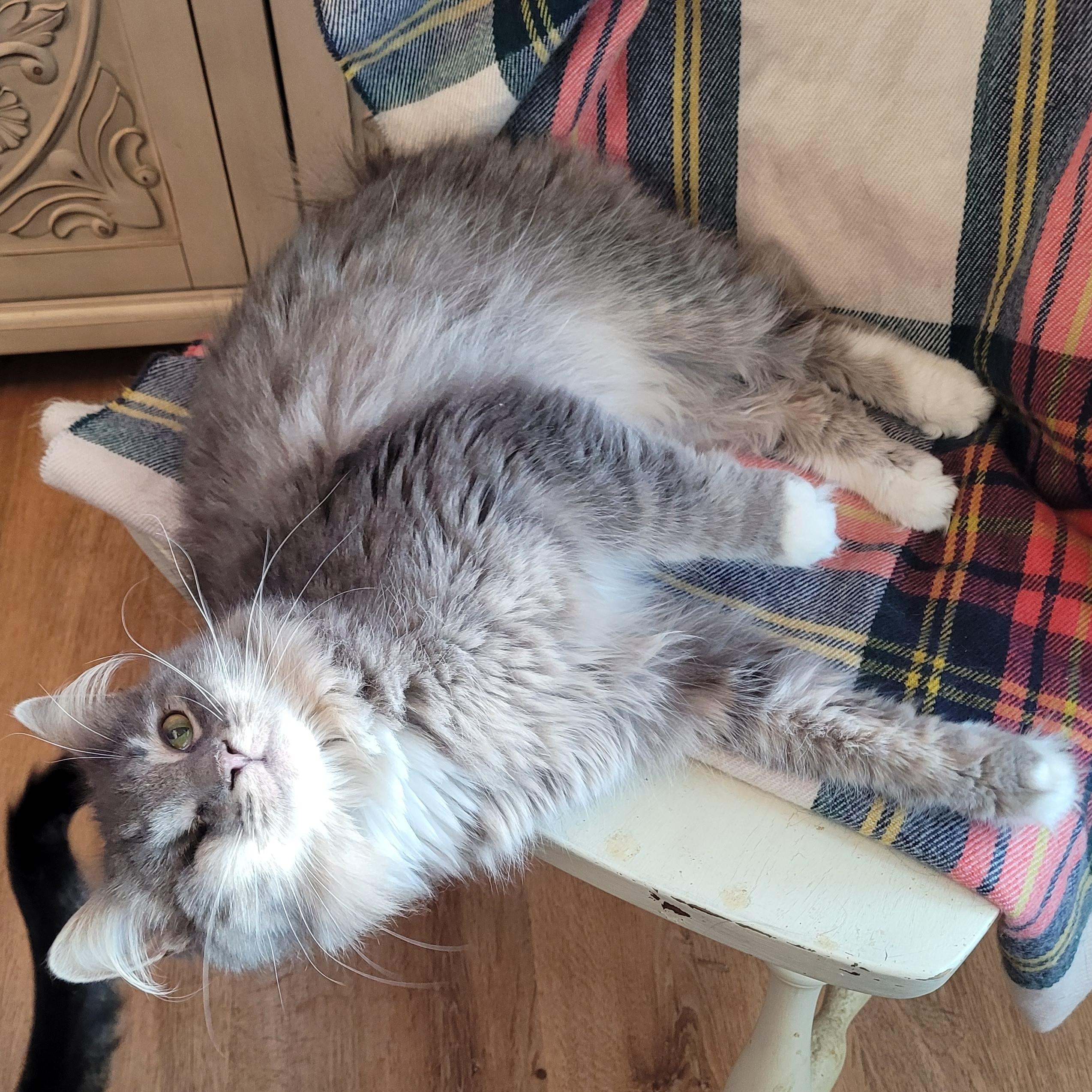 Kitty Poppins, a ADOPTABLE Domestic Long Hair in Indianapolis, IN image 6/6