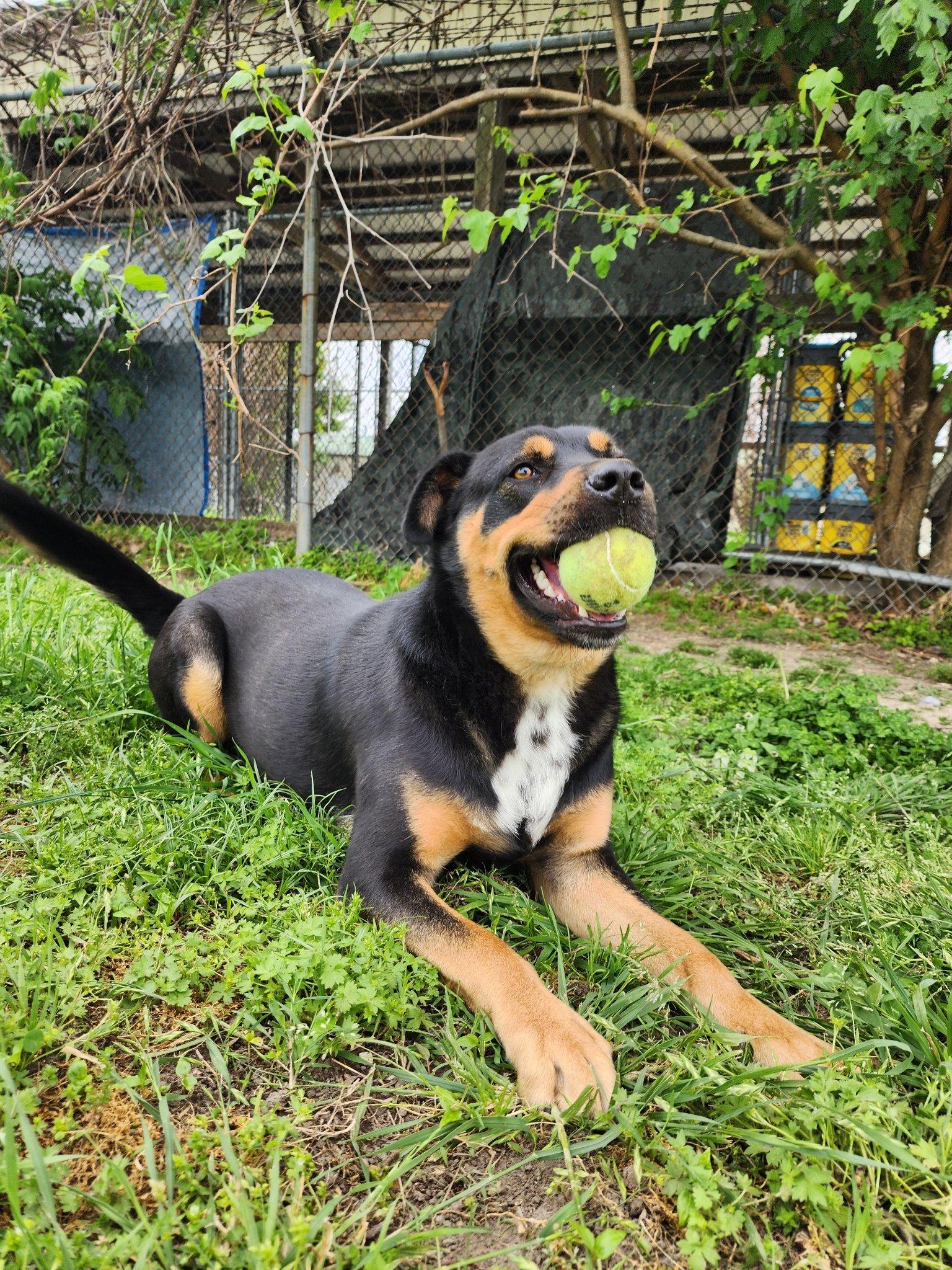 Trooper, a Adoptable Rottweiler in Blytheville, AR image 1/5