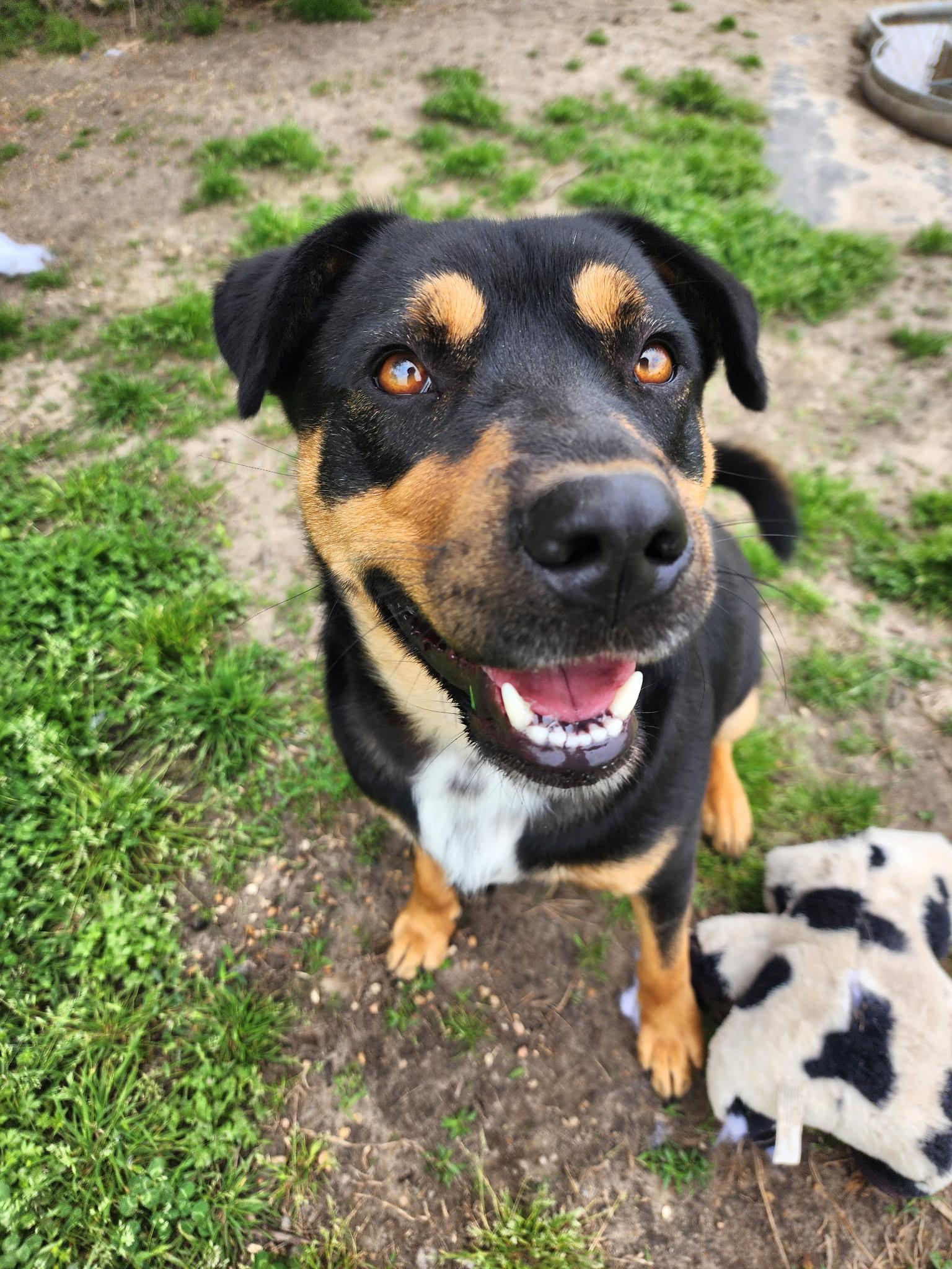 Trooper, a Adoptable Rottweiler in Blytheville, AR image 2/5
