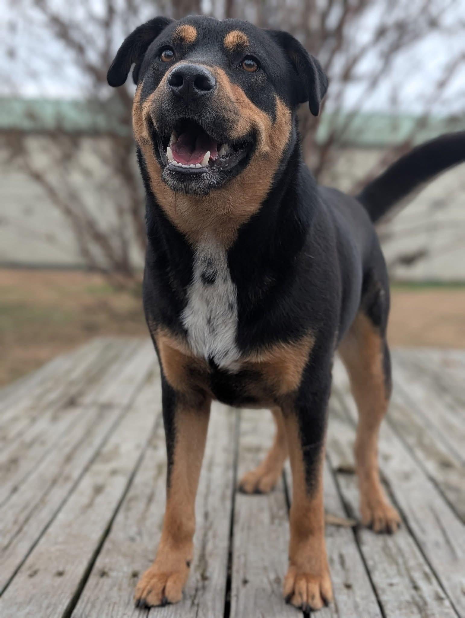 Trooper, a Adoptable Rottweiler in Blytheville, AR image 3/5