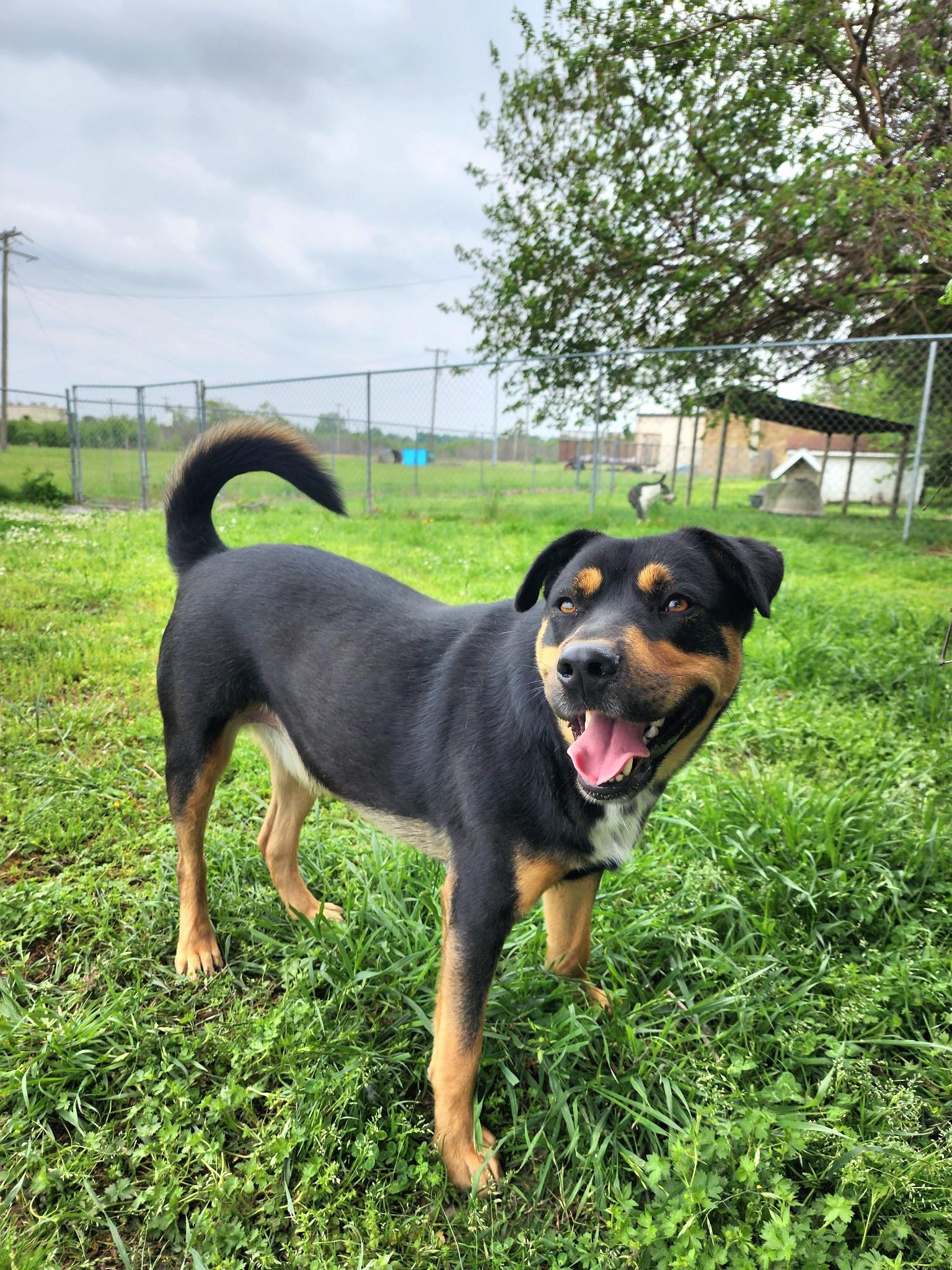 Trooper, a Adoptable Rottweiler in Blytheville, AR image 4/5