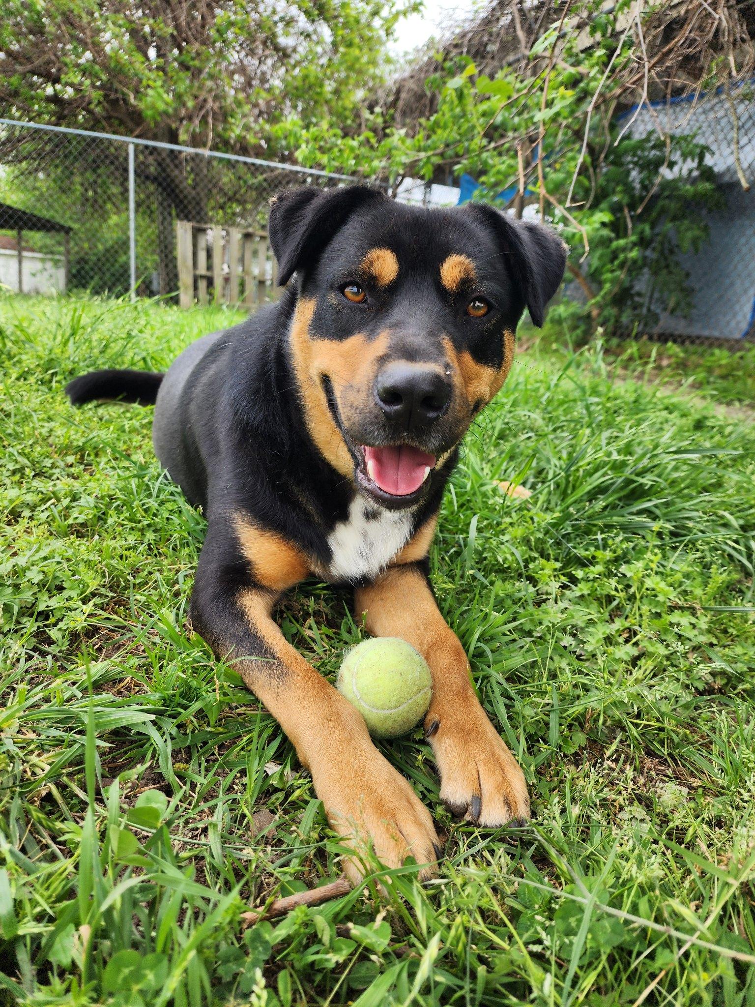 Trooper, a Adoptable Rottweiler in Blytheville, AR image 5/5