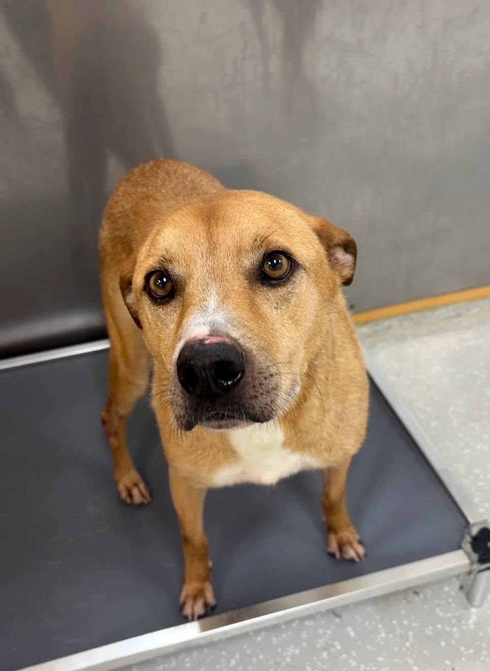 MJ, ADOPTABLE, Adult Male Hound.