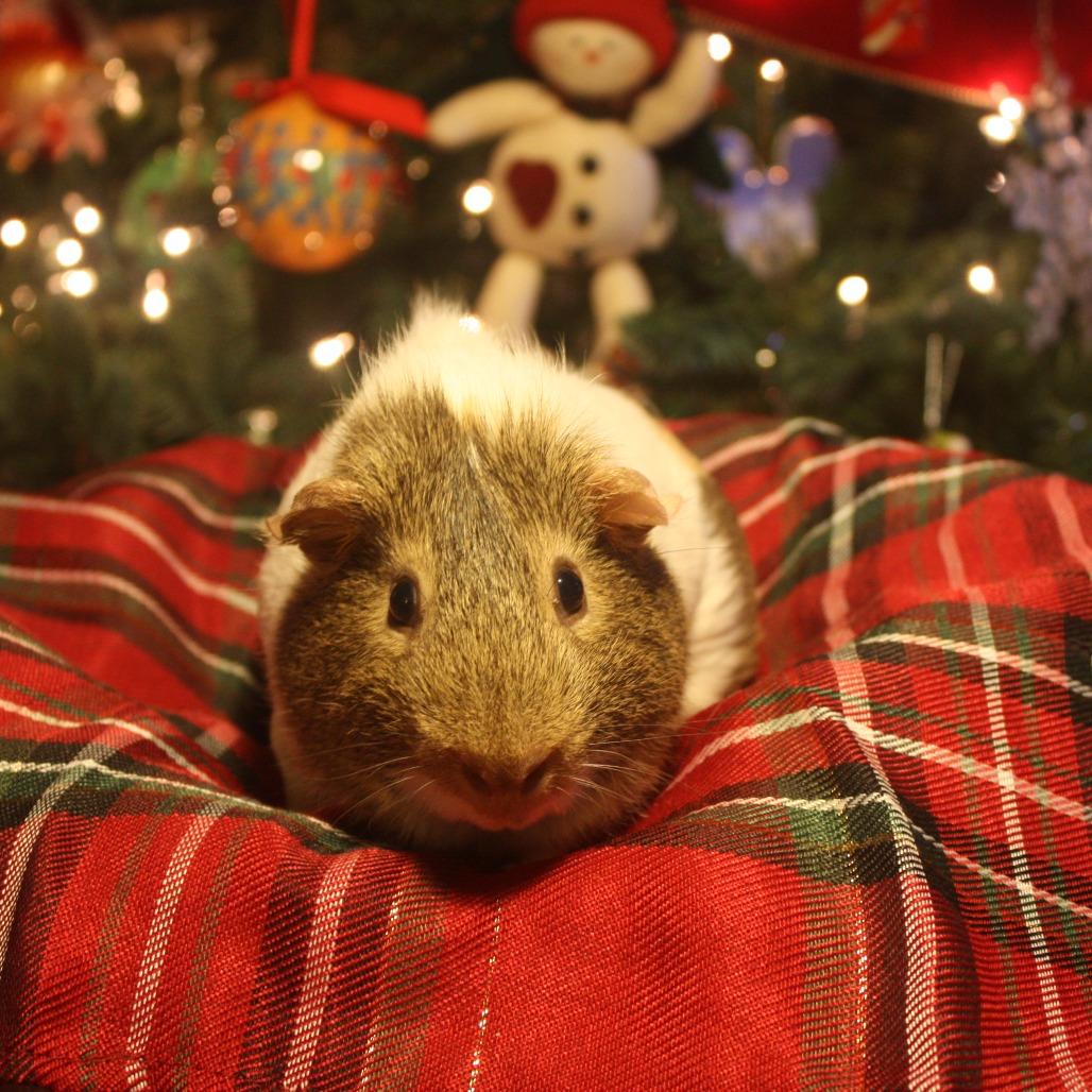 Chico (bonded to Teddy), a Adoptable Guinea Pig in Decatur, GA image 1/2