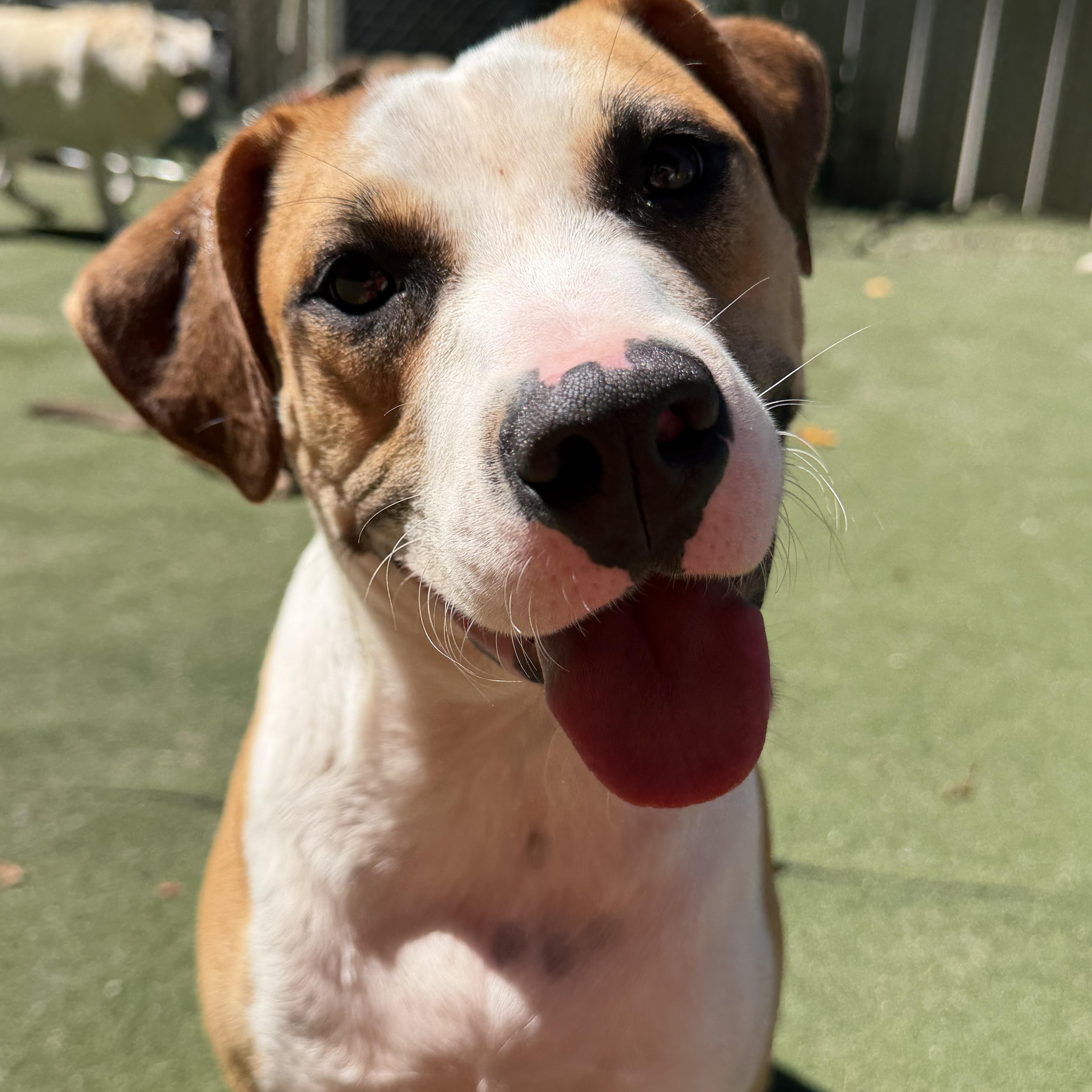 Salvatore, Adoptable, Young Male American Staffordshire Terrier & Hound.