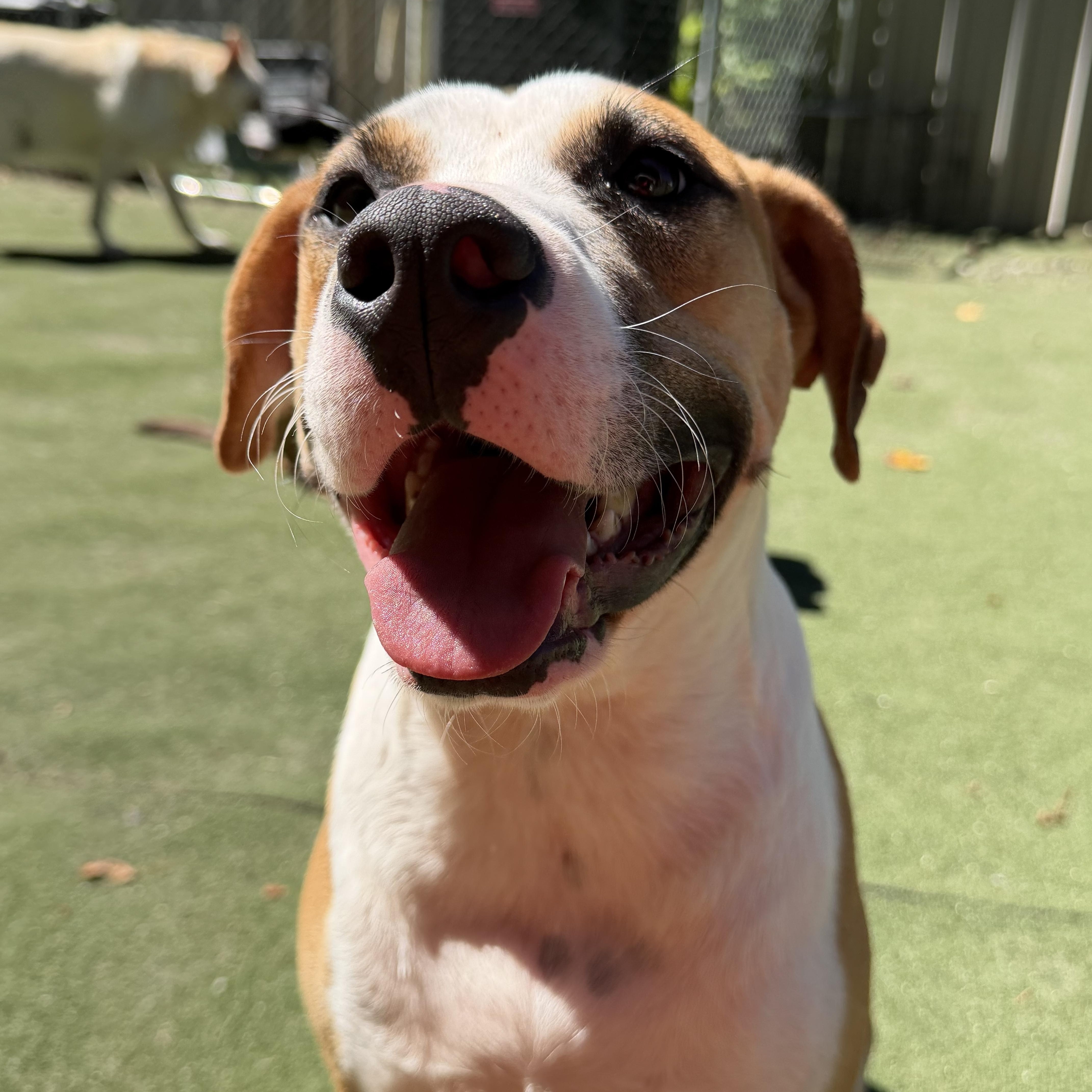 Enlarge Salvatore, a Adoptable mixed breed in Charlotte, NC image 4/6
