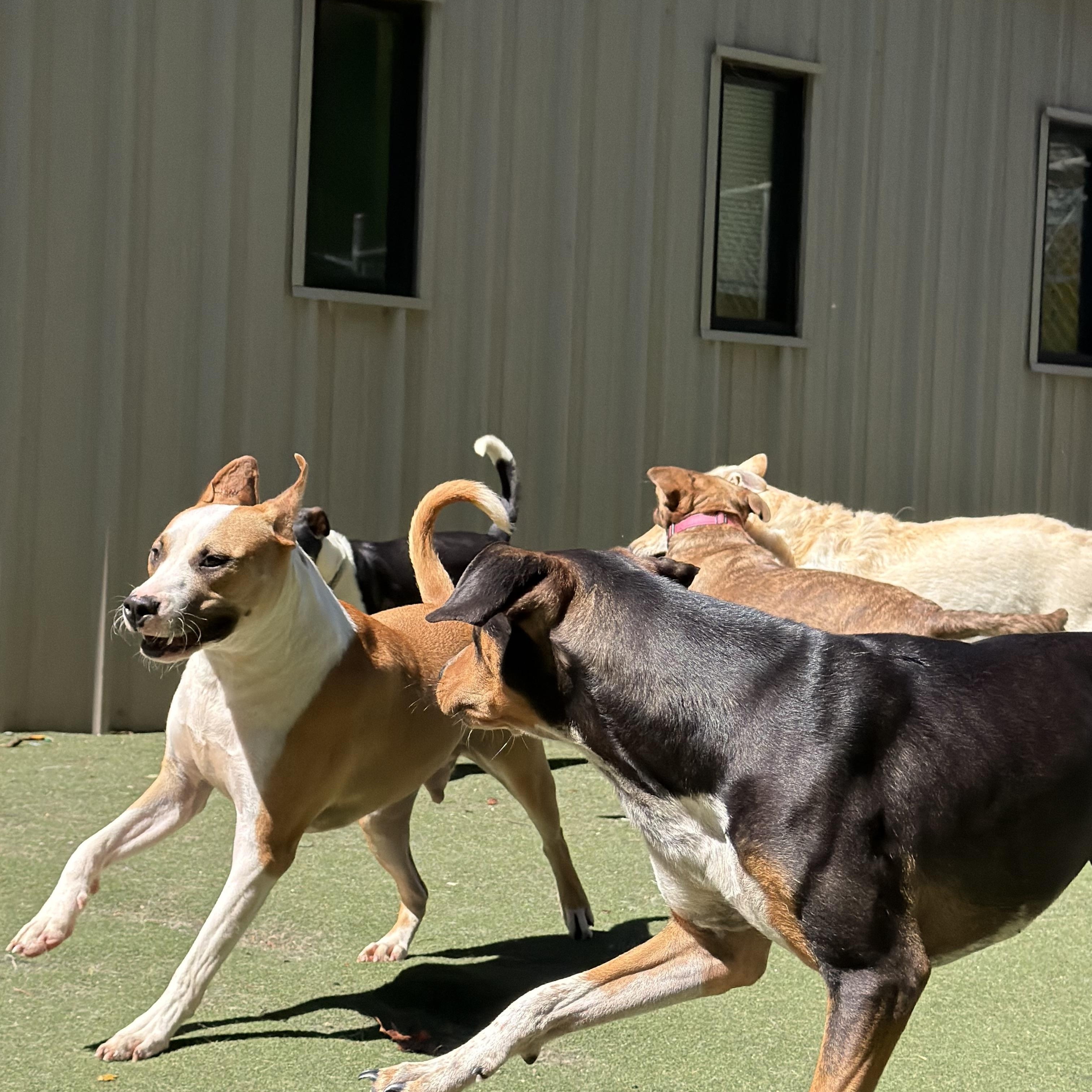 Enlarge Salvatore, a Adoptable mixed breed in Charlotte, NC image 2/6