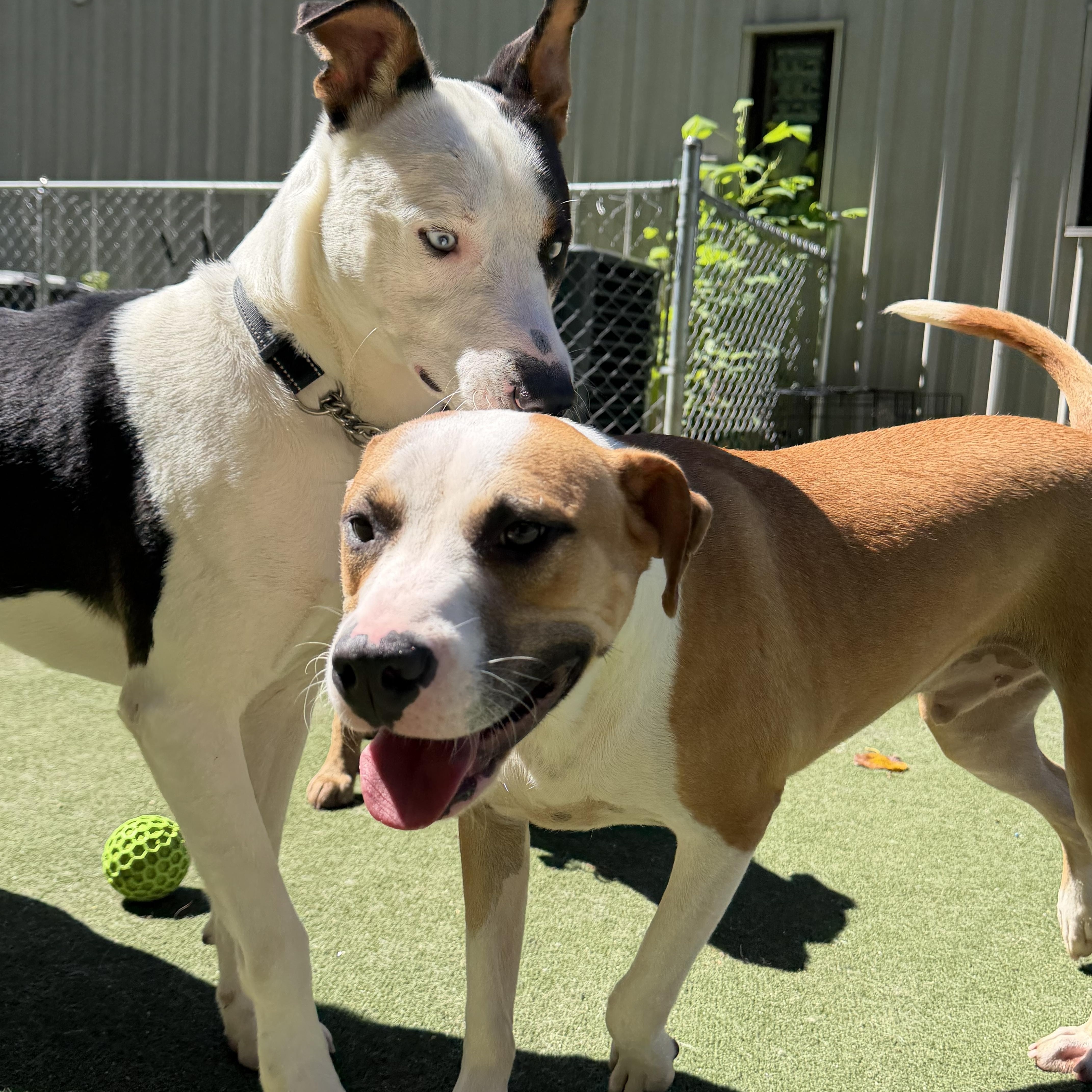 Enlarge Salvatore, a Adoptable mixed breed in Charlotte, NC image 5/6