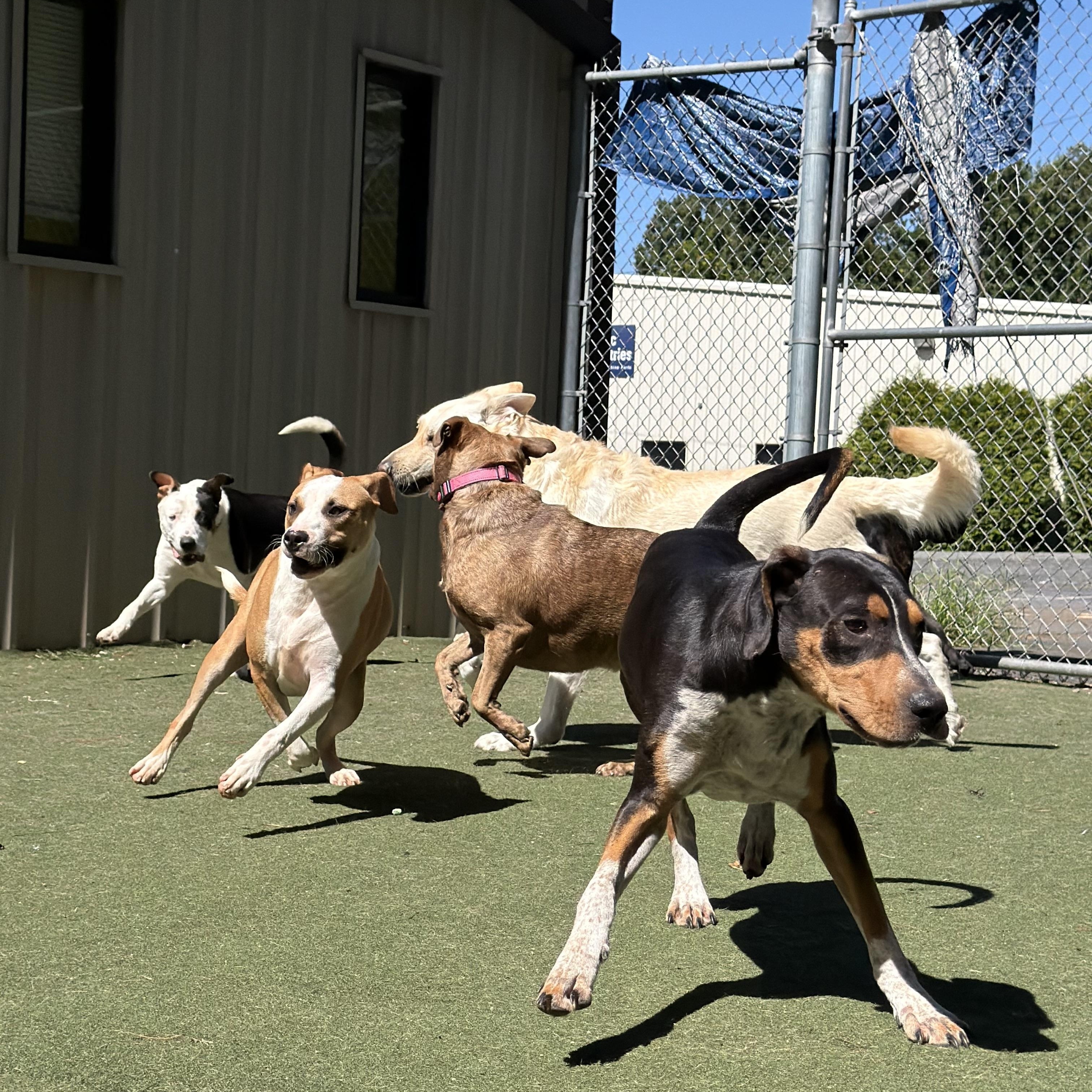 Enlarge Salvatore, a Adoptable mixed breed in Charlotte, NC image 3/6