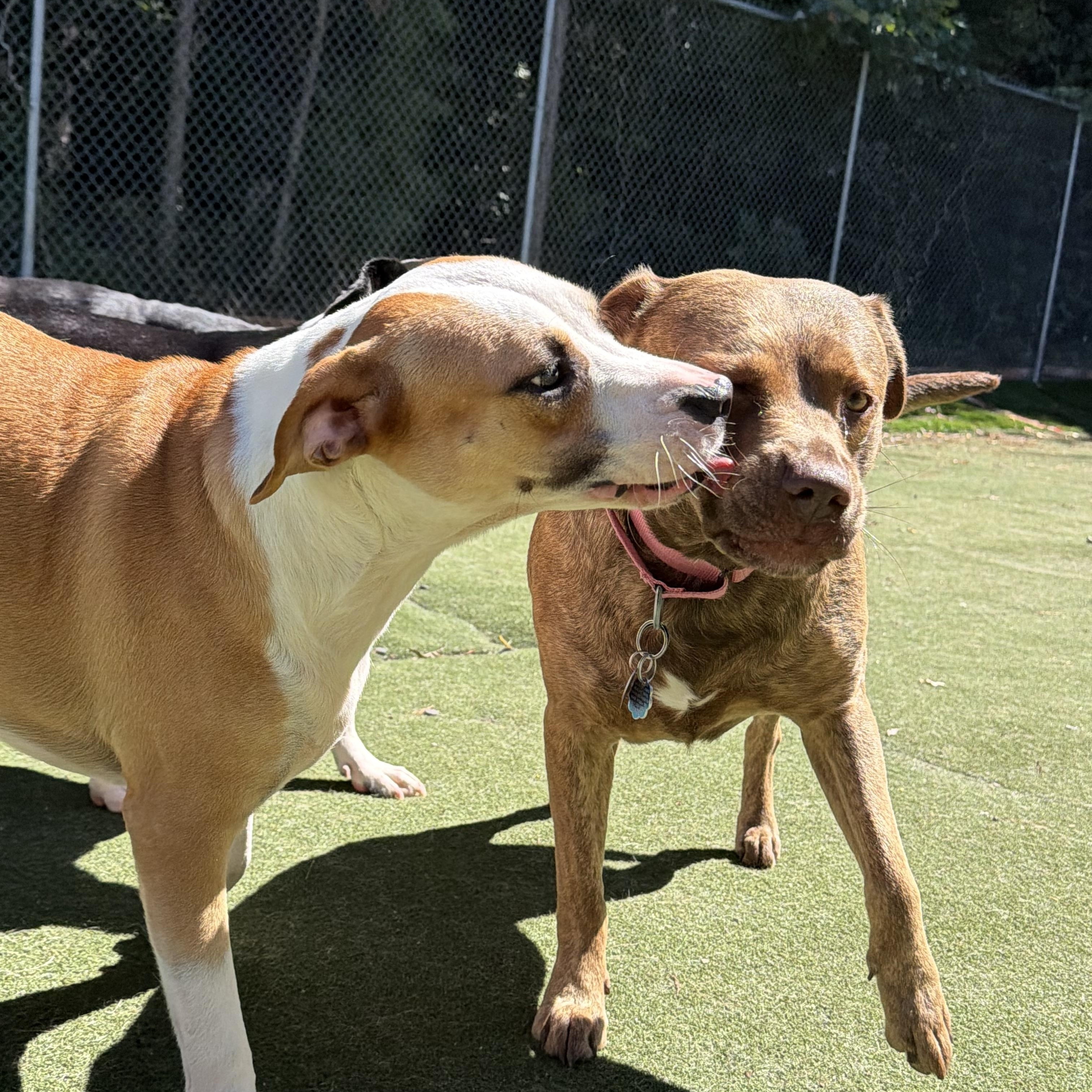 Enlarge Salvatore, a Adoptable mixed breed in Charlotte, NC image 6/6