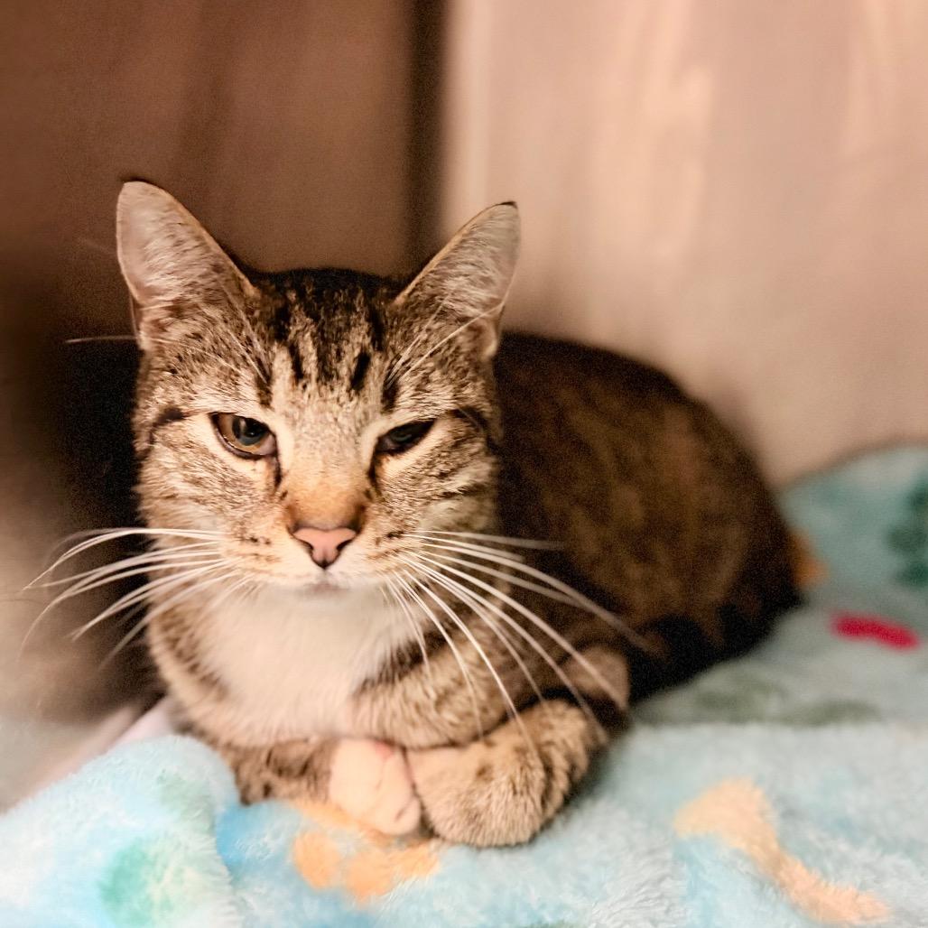 Enlarge Kiley, a Adoptable Domestic Short Hair in Evensville, TN image 1/2