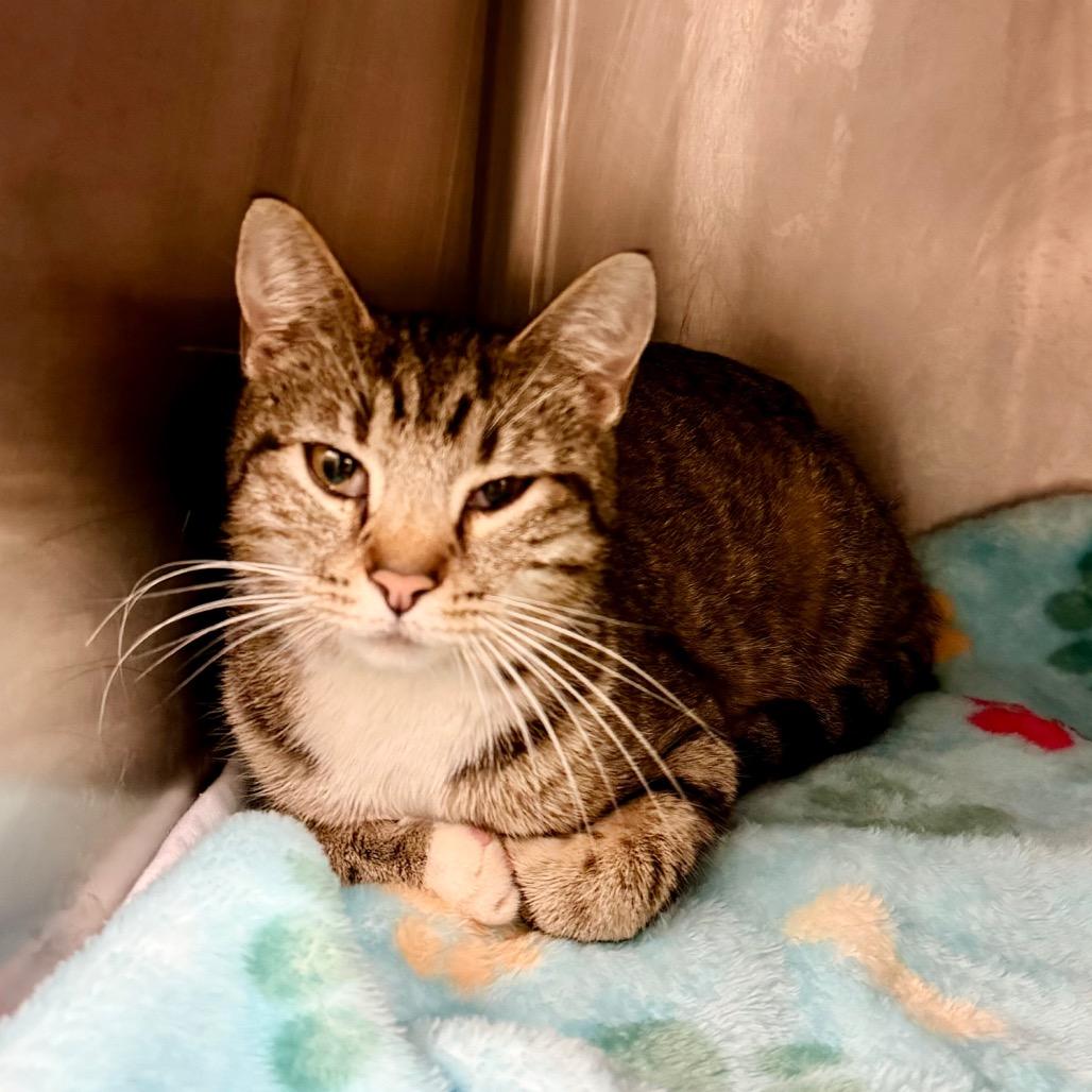 Enlarge Kiley, a Adoptable Domestic Short Hair in Evensville, TN image 2/2