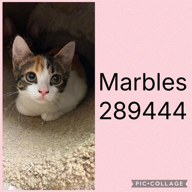 MARBLES, Adoptable, Kitten Female Domestic Short Hair.