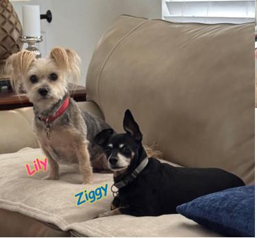 Lilly and Ziggy, an adopted Silky Terrier in St. Petersburg, FL image 2/6