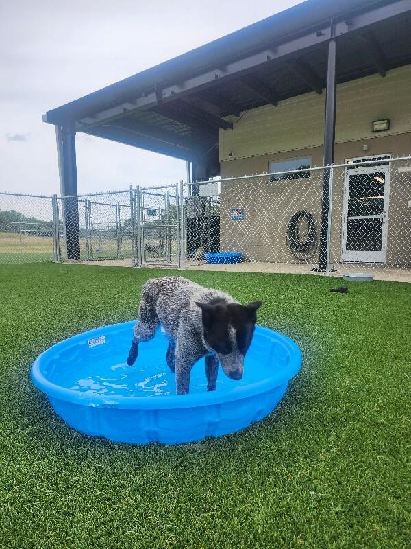 Texaco, Adoptable, Adult Male Cattle Dog.