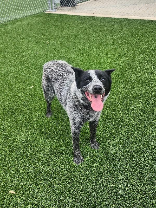 Texaco, a Adoptable Cattle Dog in Jackson, TN image 2/6