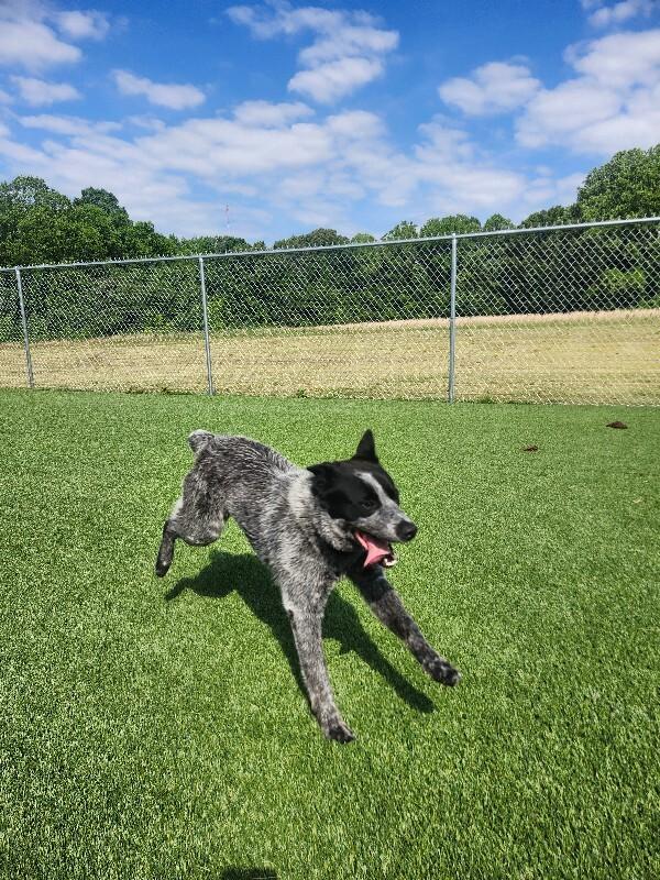 Texaco, a Adoptable Cattle Dog in Jackson, TN image 3/6