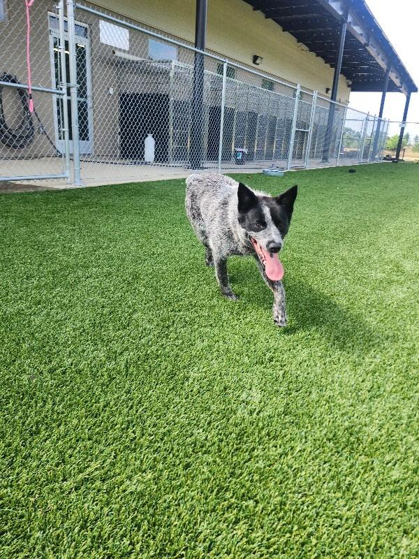 Texaco, a Adoptable Cattle Dog in Jackson, TN image 4/6
