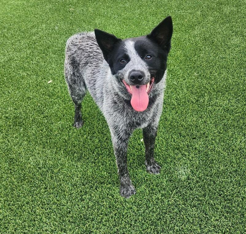 Texaco, a Adoptable Cattle Dog in Jackson, TN image 5/6