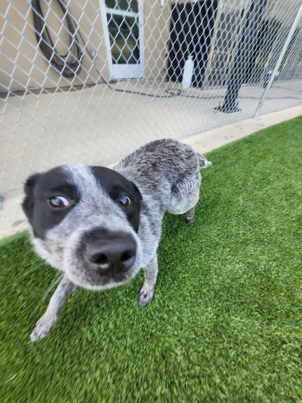 Texaco, a Adoptable Cattle Dog in Jackson, TN image 6/6