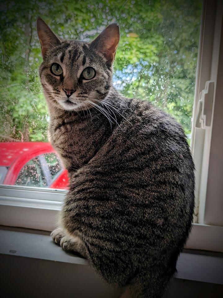 Flower, Adoptable, Adult Female Domestic Short Hair & Tabby.