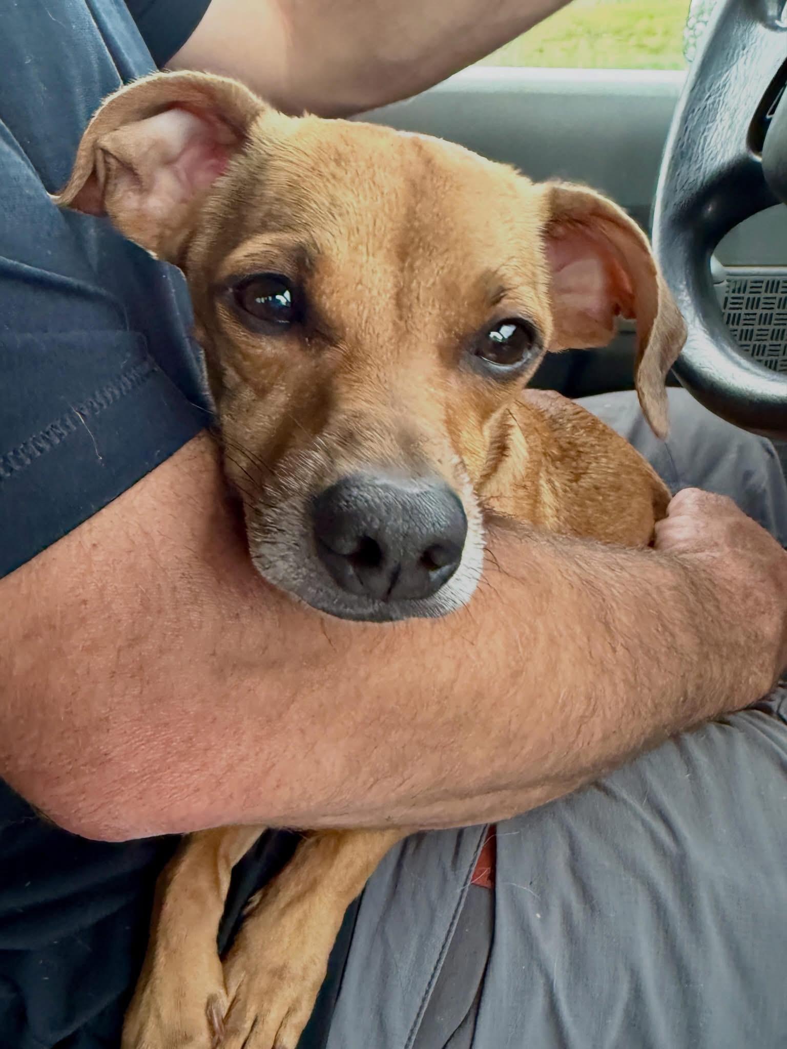 Cuddles, Adoptable, Adult Male Mixed Breed.