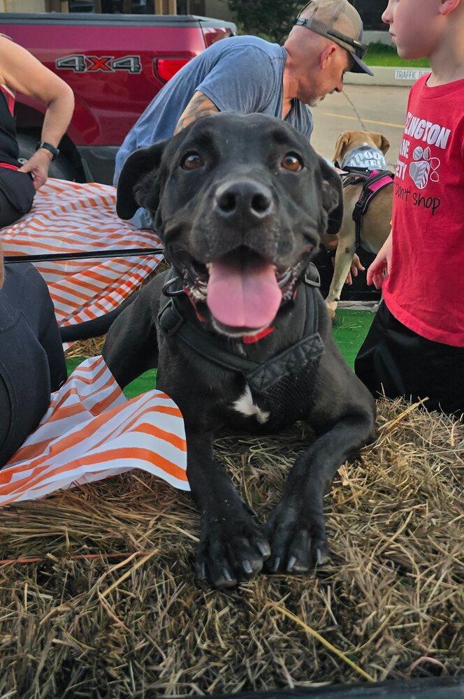 Ivy, Adopted, Adult Female Pit Bull Terrier.