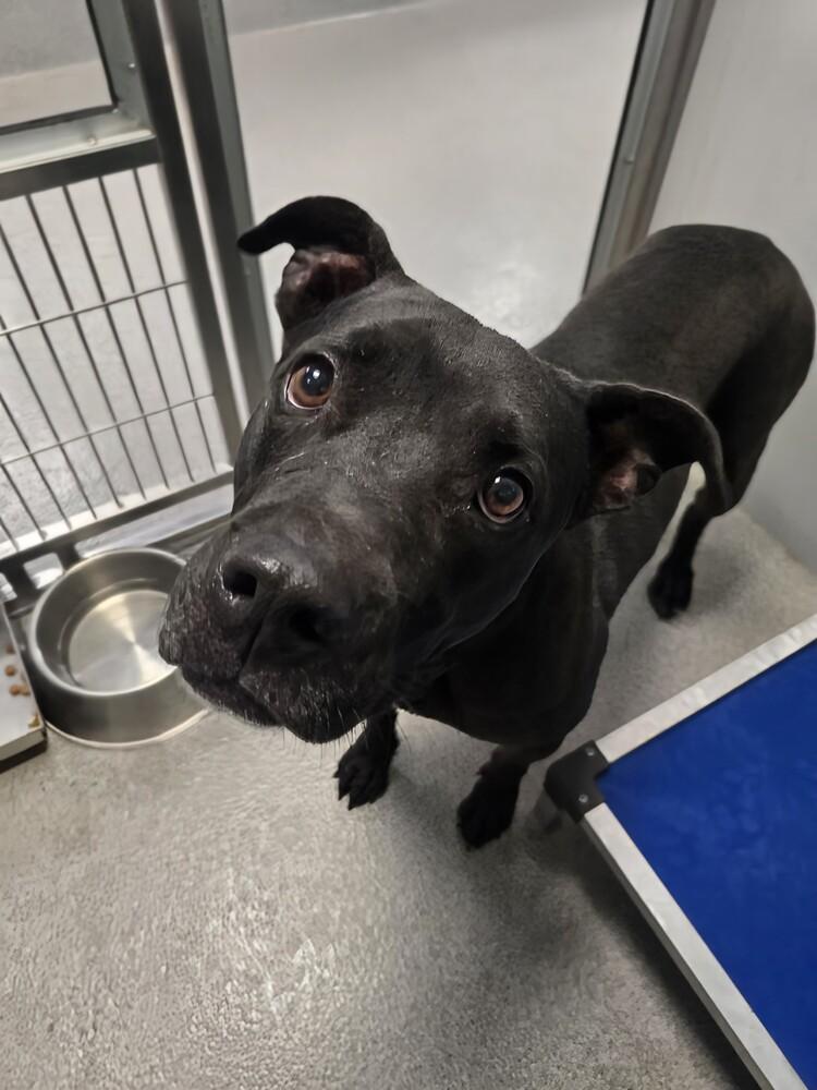 Ivy, Adoptable, Adult Female Pit Bull Terrier.