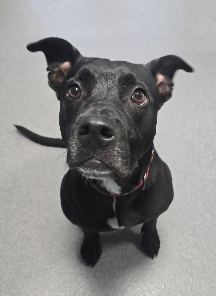 Enlarge Ivy, a Adopted mixed breed in Wellington, KS image 3/6