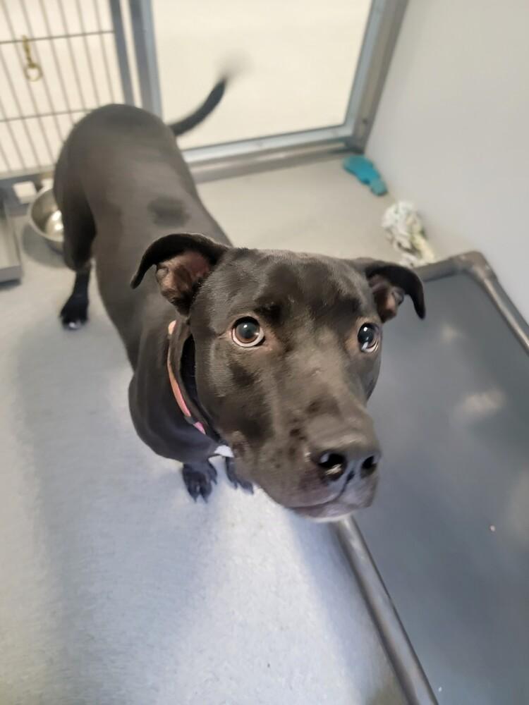 Ivy, a Adoptable mixed breed in Wellington, KS image 2/6