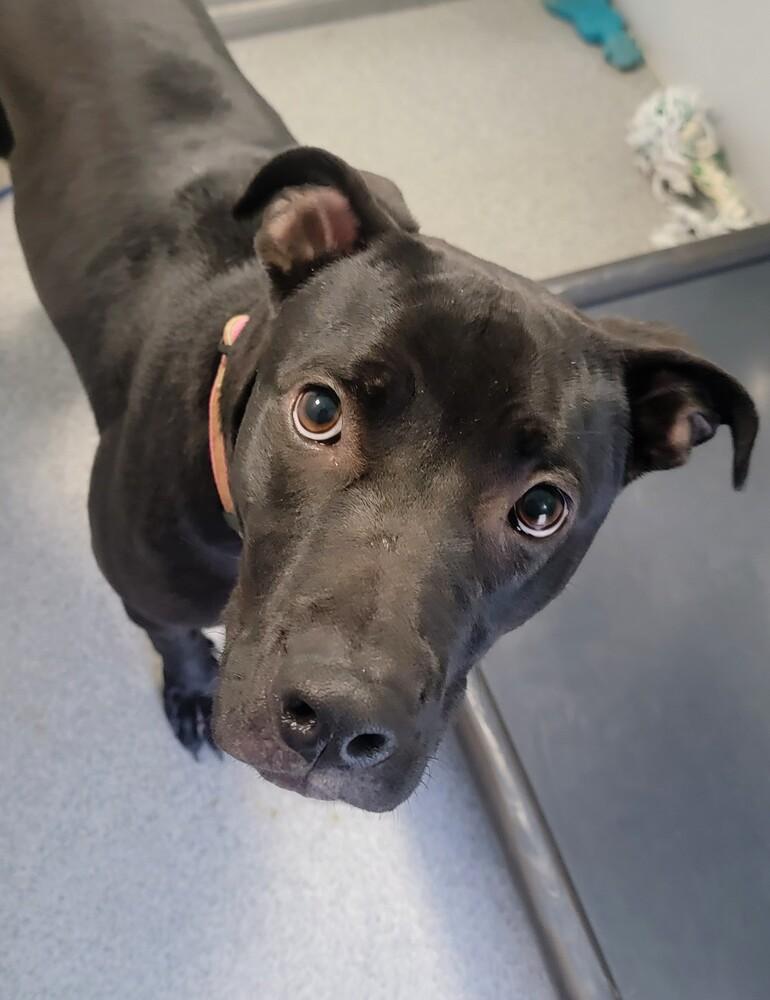 Ivy, a Adoptable mixed breed in Wellington, KS image 3/6