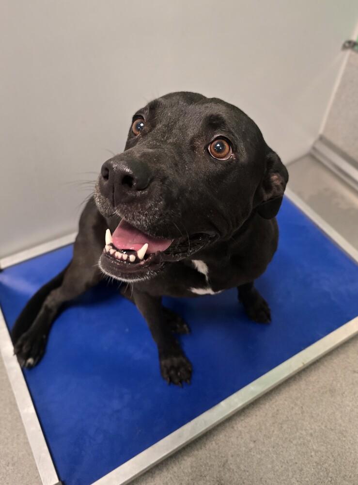 Ivy, a Adoptable mixed breed in Wellington, KS image 4/6