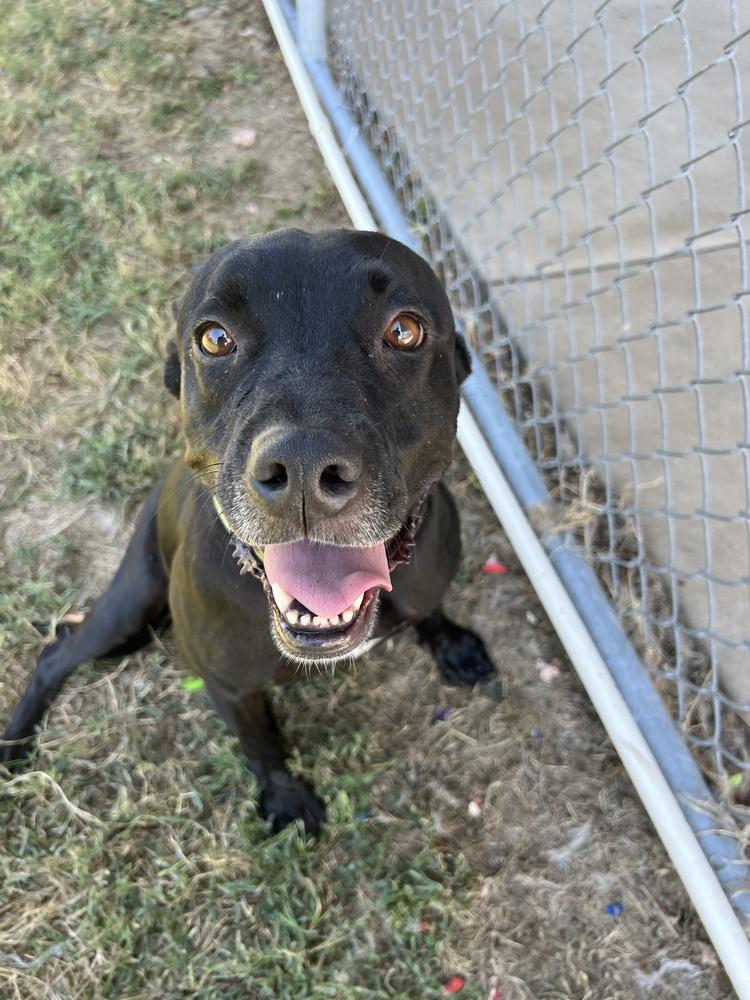 Enlarge Ivy, a Adopted mixed breed in Wellington, KS image 4/6