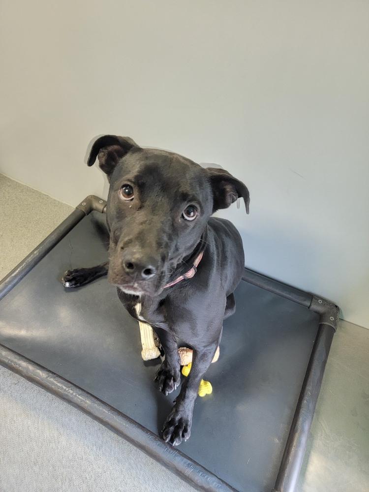 Ivy, a Adoptable mixed breed in Wellington, KS image 5/6