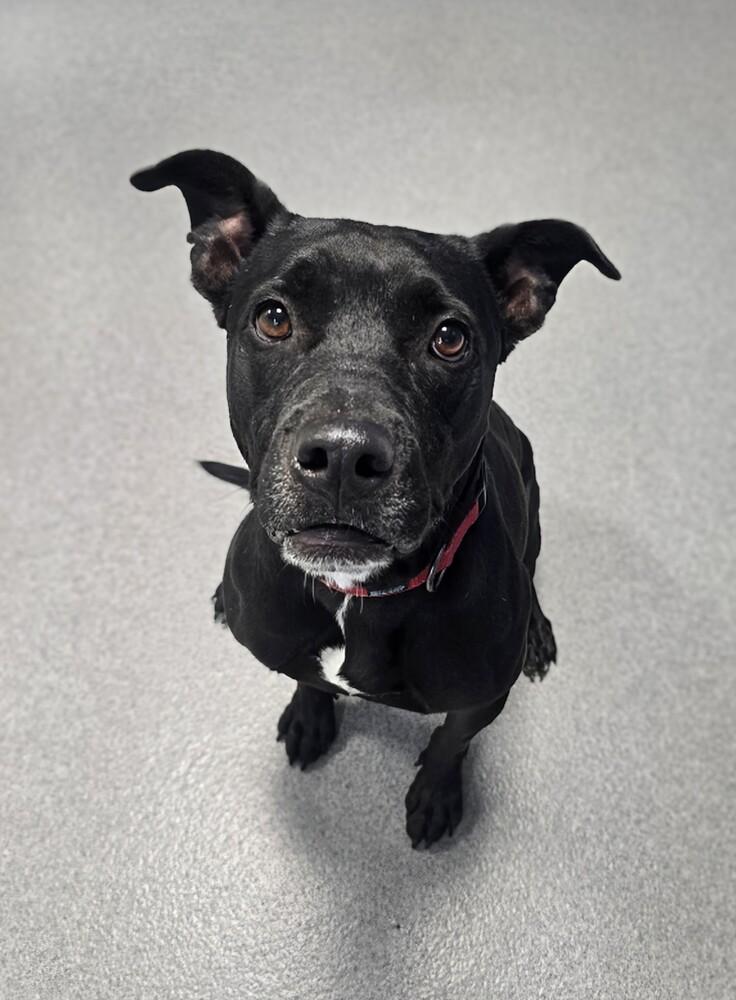 Enlarge Ivy, a Adopted mixed breed in Wellington, KS image 5/6