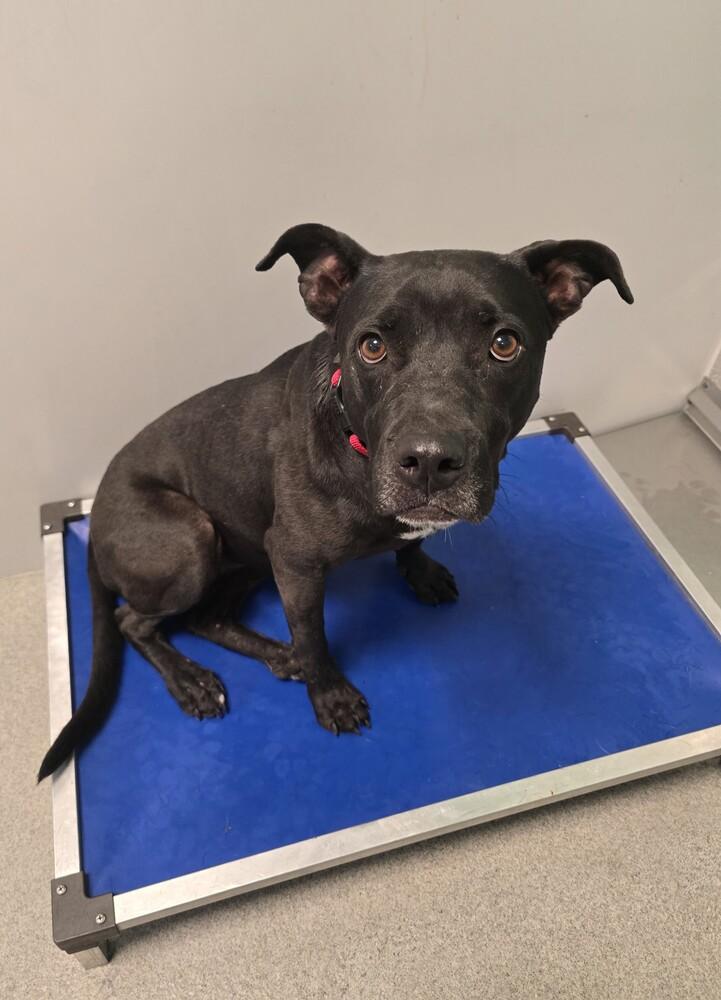 Ivy, a Adoptable mixed breed in Wellington, KS image 6/6