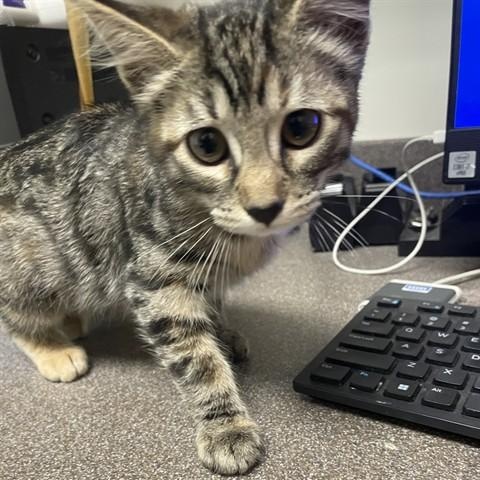 Luna A218220, adopted, Kitten Female Domestic Medium Hair.