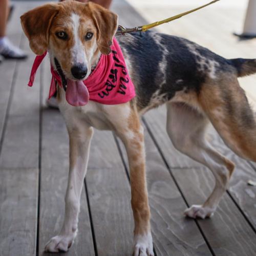 Speckles, Adoptable, Puppy Female Hound & Mixed Breed.