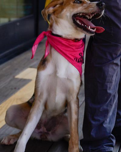 Enlarge Speckles, a Adoptable mixed breed in Washington DC, DC image 2/6