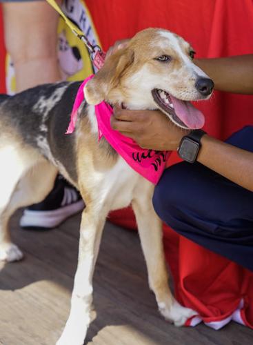 Enlarge Speckles, a Adoptable mixed breed in Washington DC, DC image 3/6