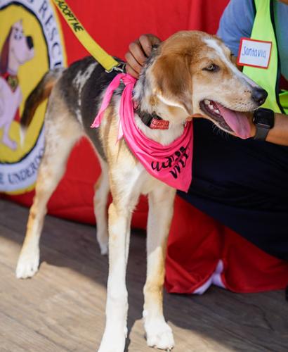 Enlarge Speckles, a Adoptable mixed breed in Washington DC, DC image 4/6